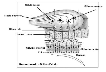 Nervio craneal I o Bulbo olfatorio