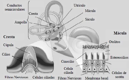 Fisiología del Equilibrio