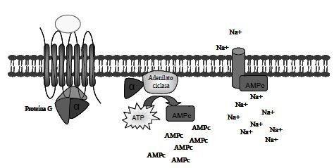 Percepción de los olores