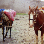 Animales de tiro y de carga