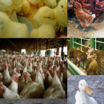 Cría de animales