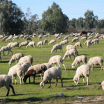 Ovejas y cabras